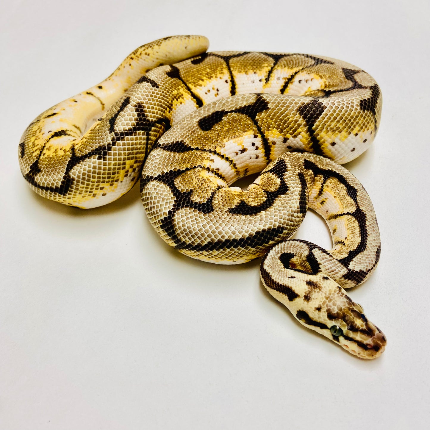 Bumblebee Ball Python Male 2023M01