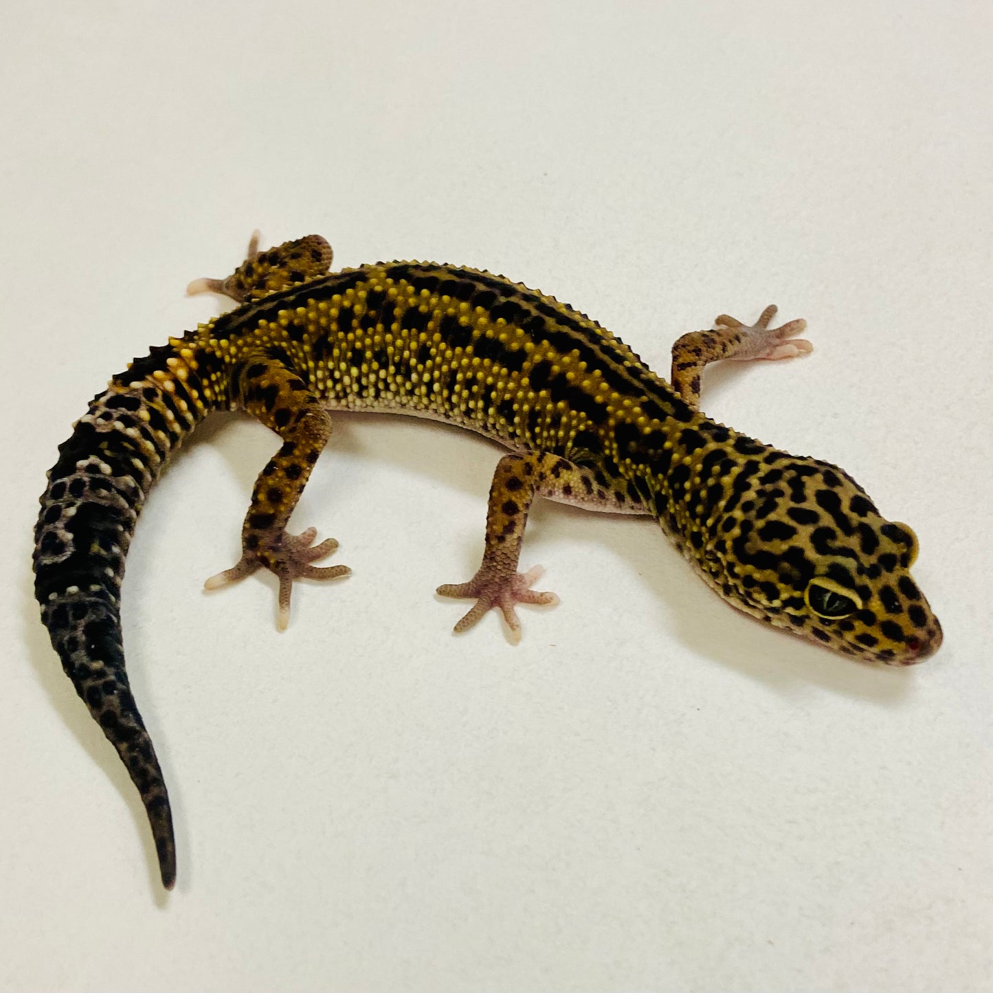 Dark Mack Snow Reverse Stripe Leopard Gecko Male 2025-197