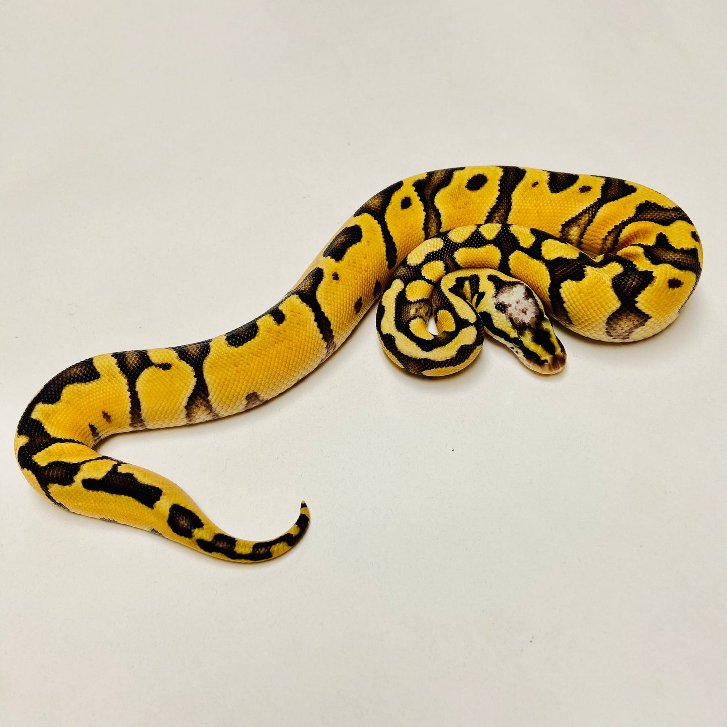 Super Pastel Enchi Het Clown Ball Python Female 2025F01