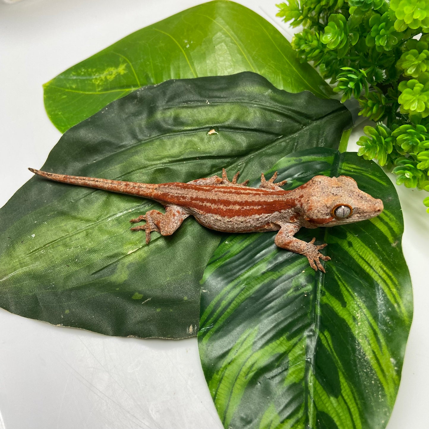 Red/Orange Super Stripe Gargoyle Gecko 2024 Male PJ05