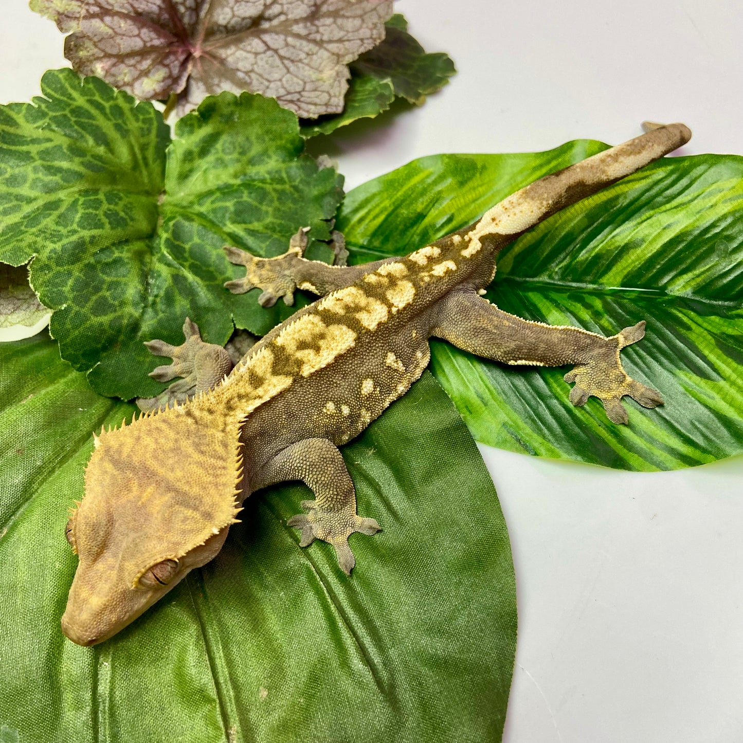 Flame Crested Gecko 2023 Male 62523-2