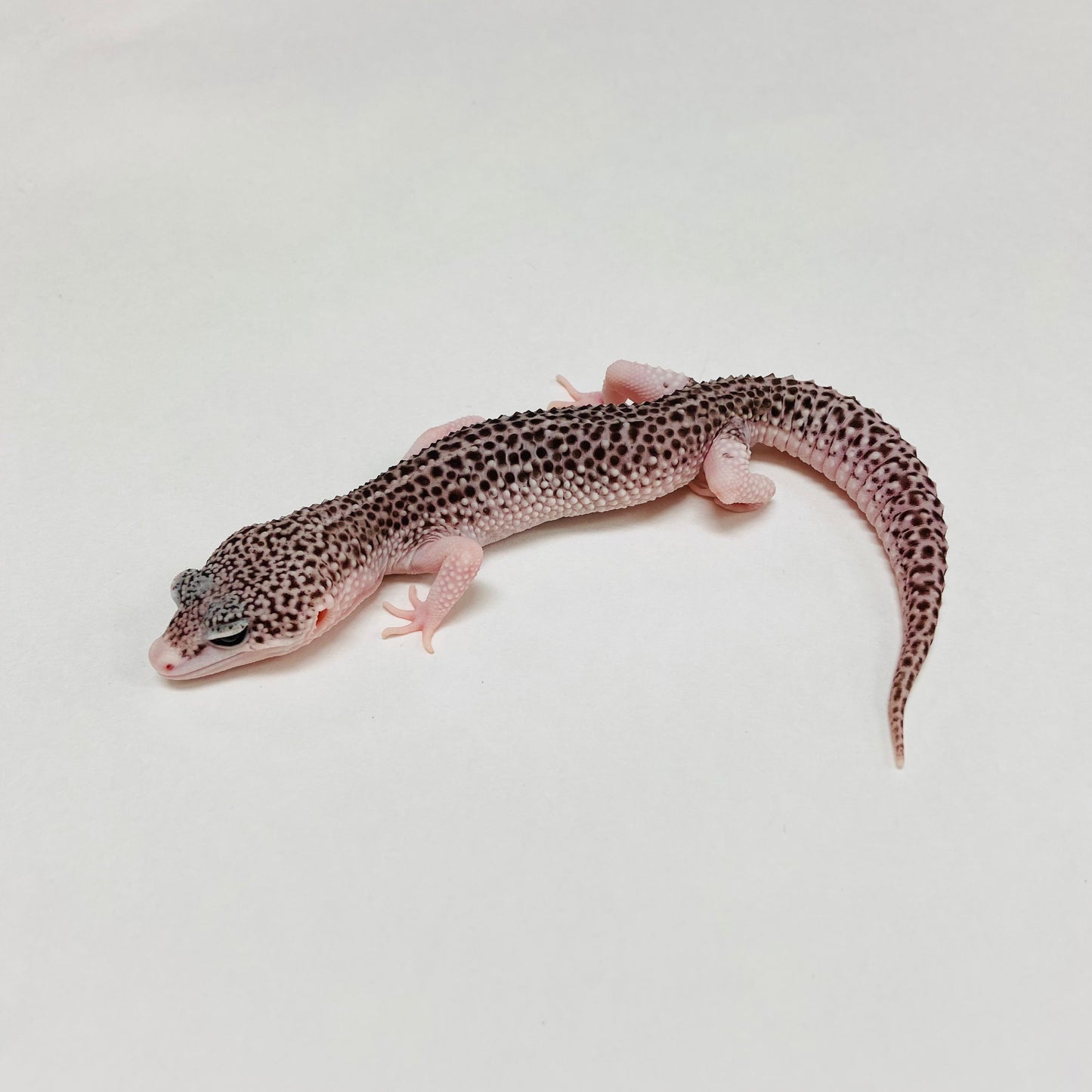 Super Snow Eclipse Leopard Gecko Male B-A10-80824-1