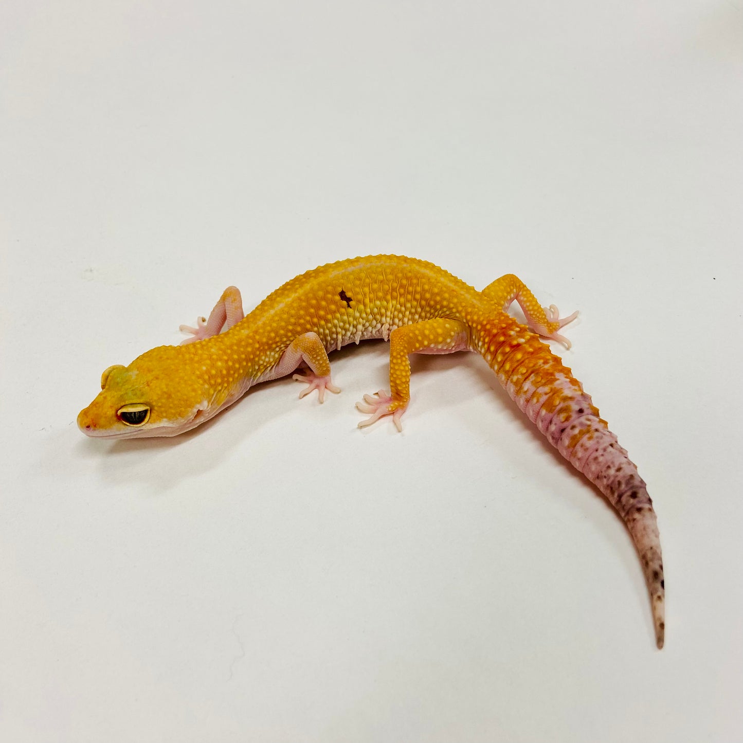 Super Hypo Tangerine Carrot Tail Baldy W/Y Leopard Gecko Female F-L5-90120-1