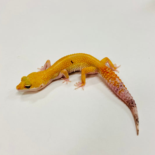 Super Hypo Tangerine Carrot Tail Baldy W/Y Leopard Gecko Female F-L5-90120-1