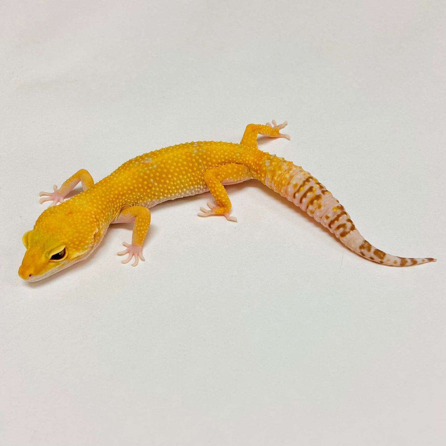 Raptor Leopard Gecko Female B-I9-81120-1