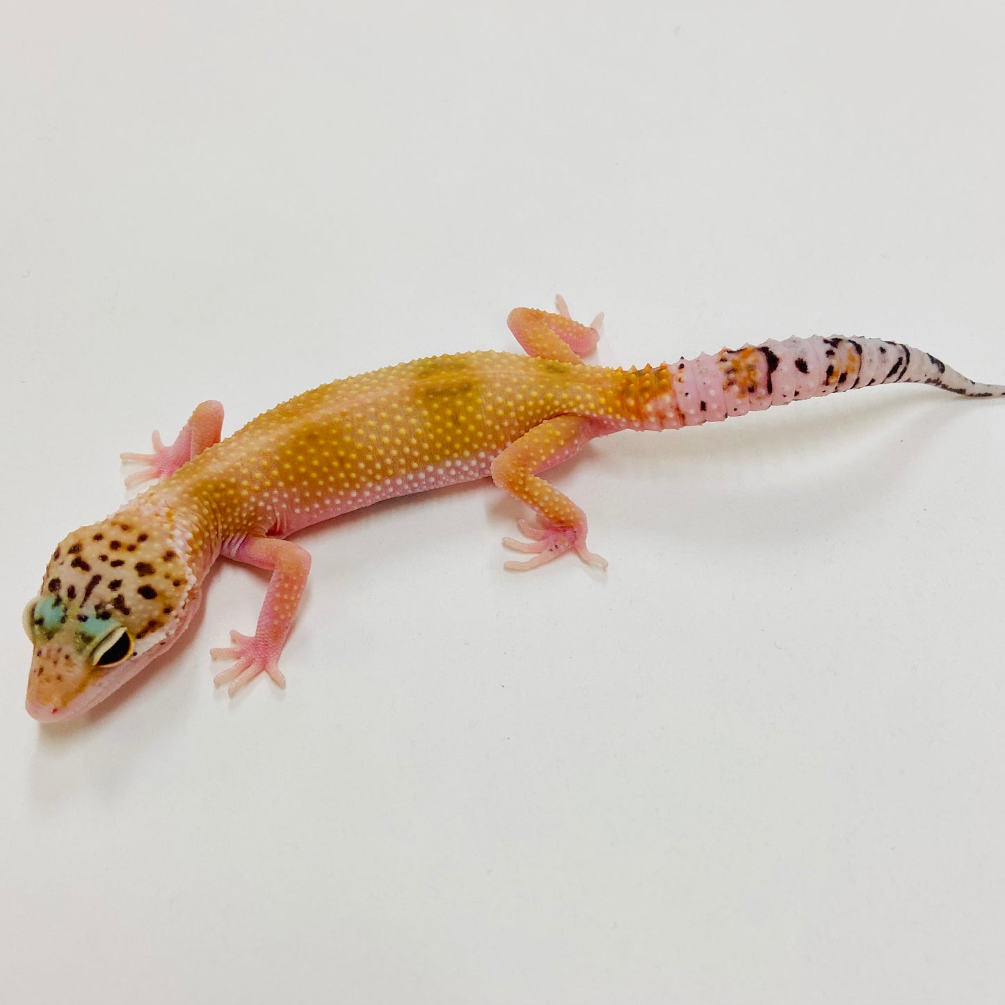Super Hypo Tangerine Leopard Gecko 2025-053