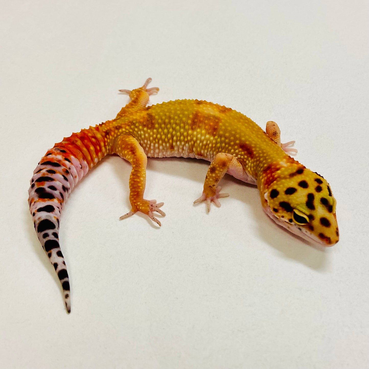 Citrine Leopard Gecko Female 2025-083