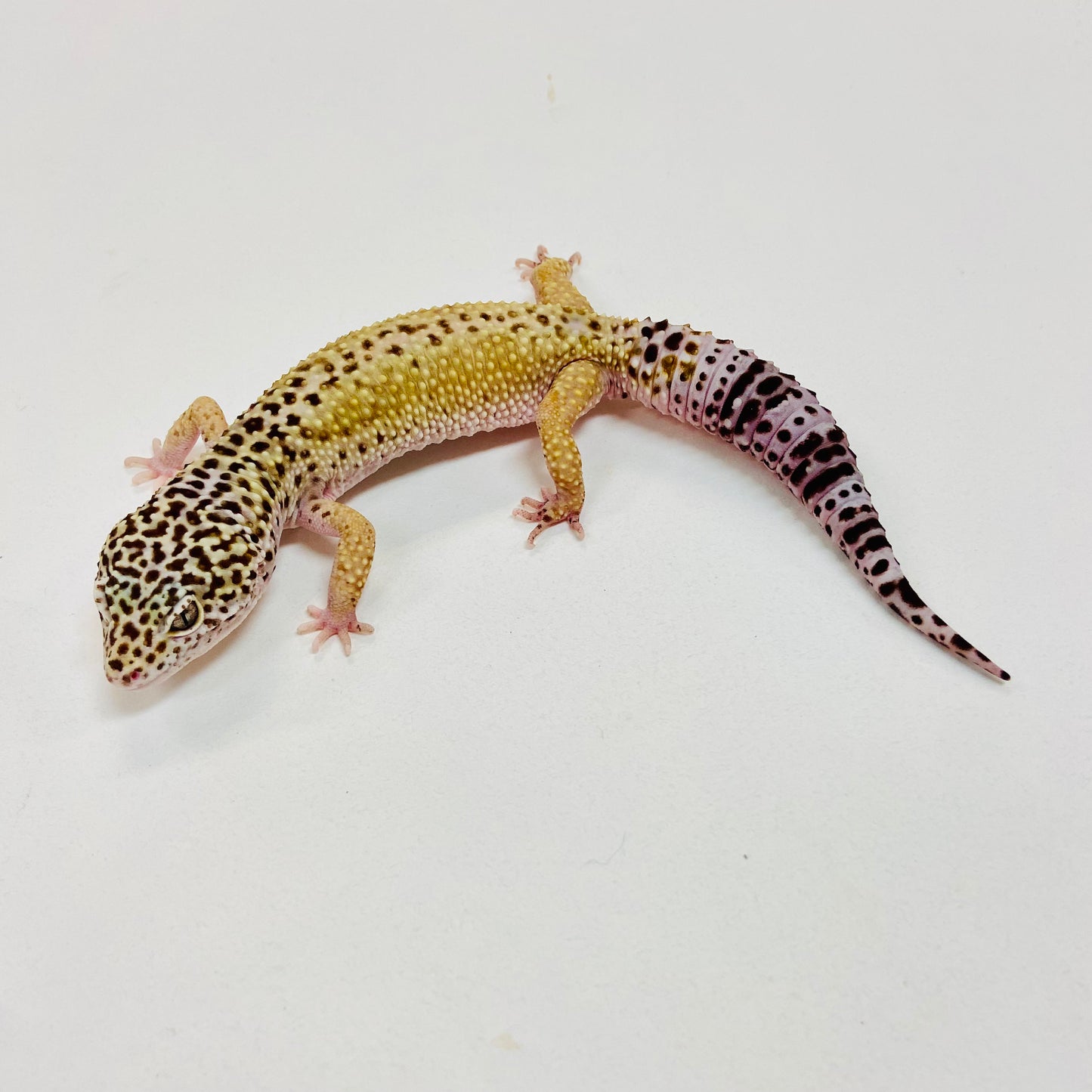 Hypo Mack Snow Eclipse Leopard Gecko Male I-G6-91423-1