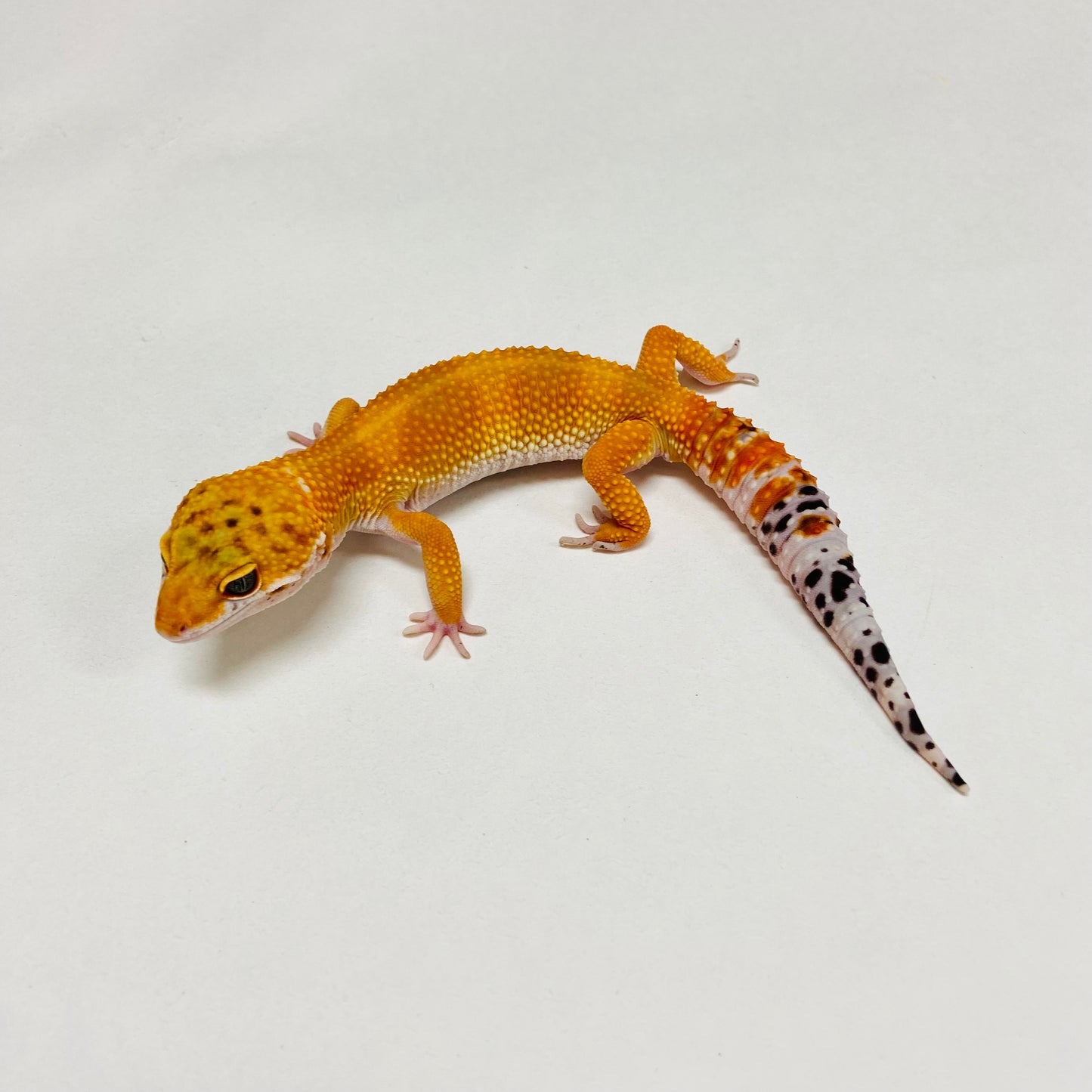 Hypo Tangerine Carrot Tail Leopard Gecko Male B-A3-90324-1