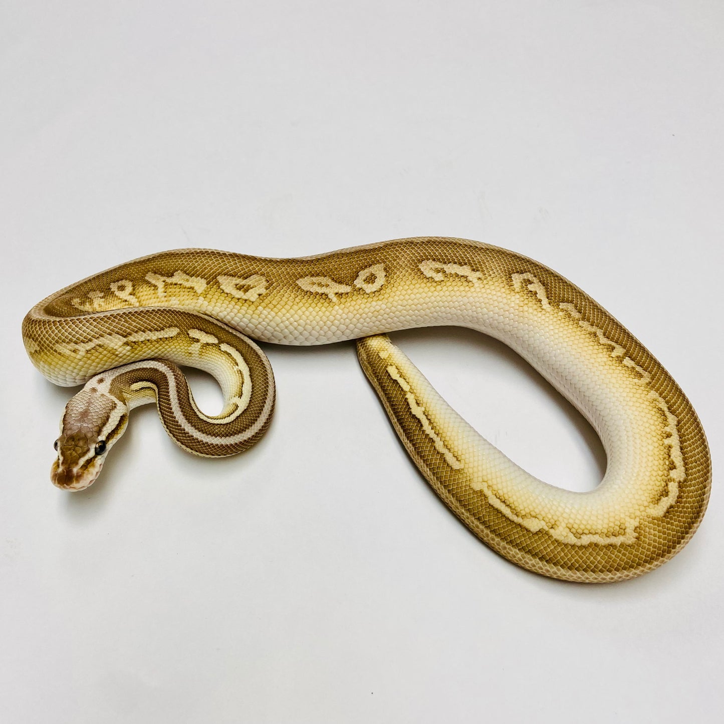 Pastel Cinnamon Leopard Lesser Het Clown Ball Python - Male #2022M01