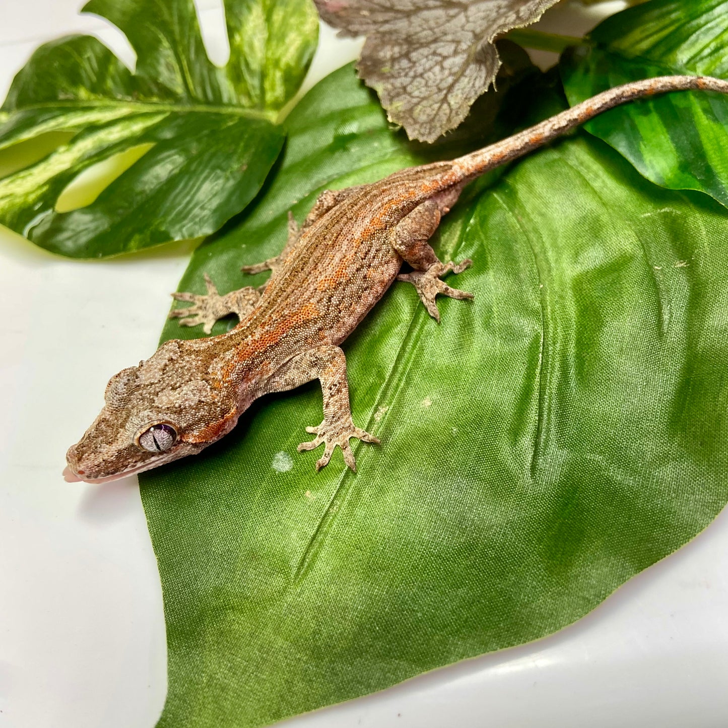 Orange Stripe Gargoyle Gecko 2024 Male 90124-02