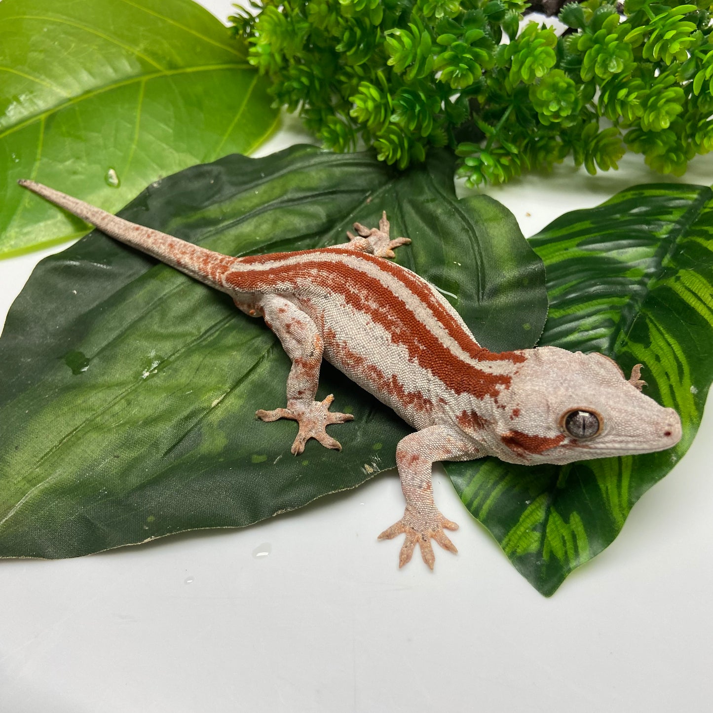 Red Super Stripe Gargoyle Gecko 2023 Male EH02