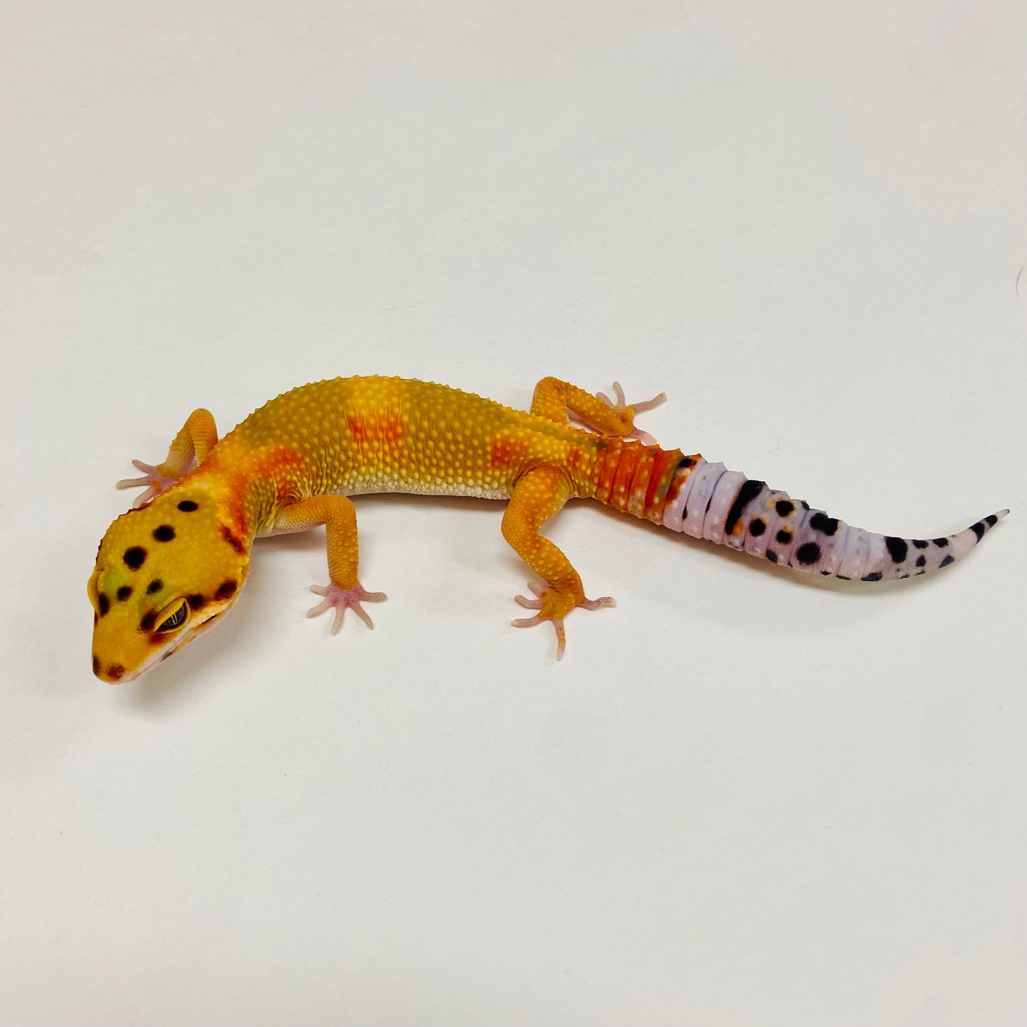 Citrine Leopard Gecko Male 2025-130