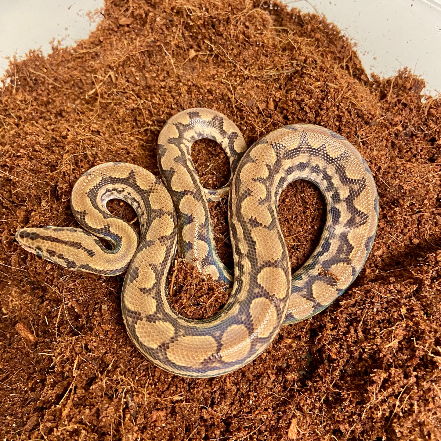 Colombian Rainbow Boa 2025 Male M04