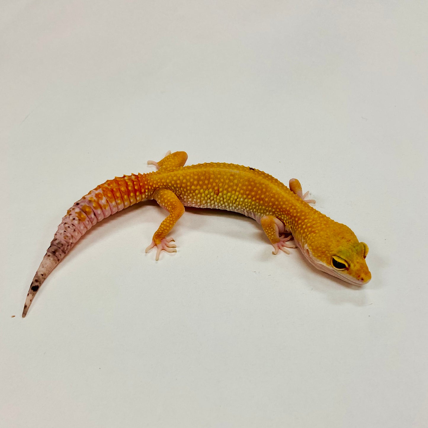 Super Hypo Tangerine Carrot Tail Baldy W/Y Leopard Gecko Female F-L5-90120-1