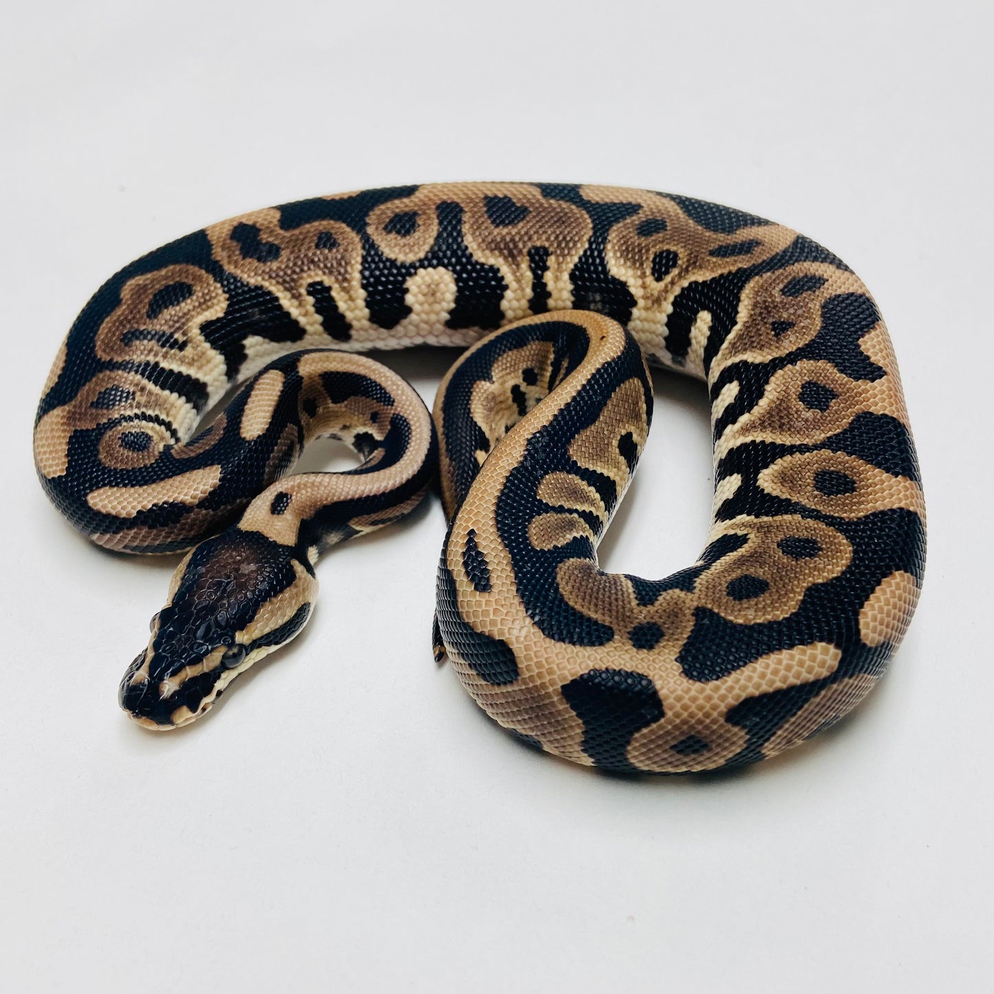 Lori Leopard Ball Python Male 2025M01