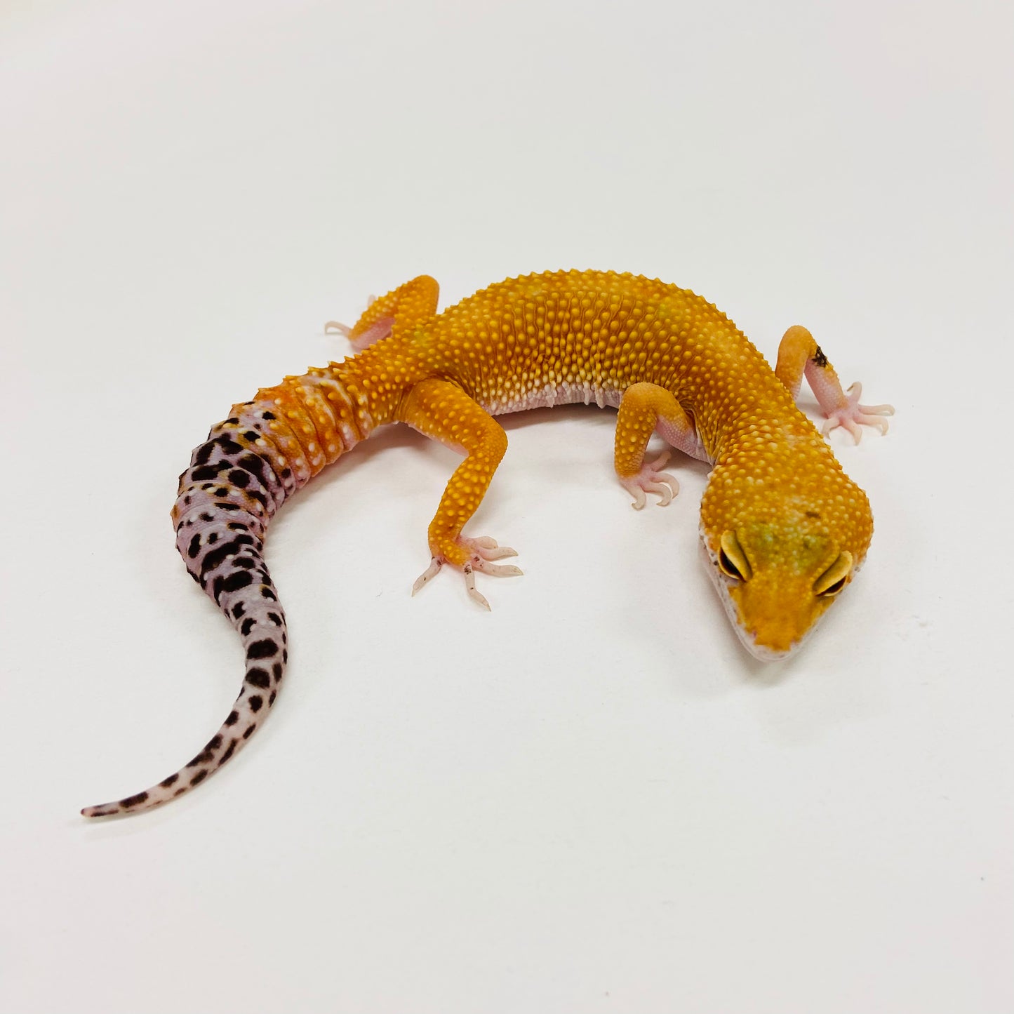 Super Hypo Tangerine W/Y Leopard Gecko Female F-L1-90520-1
