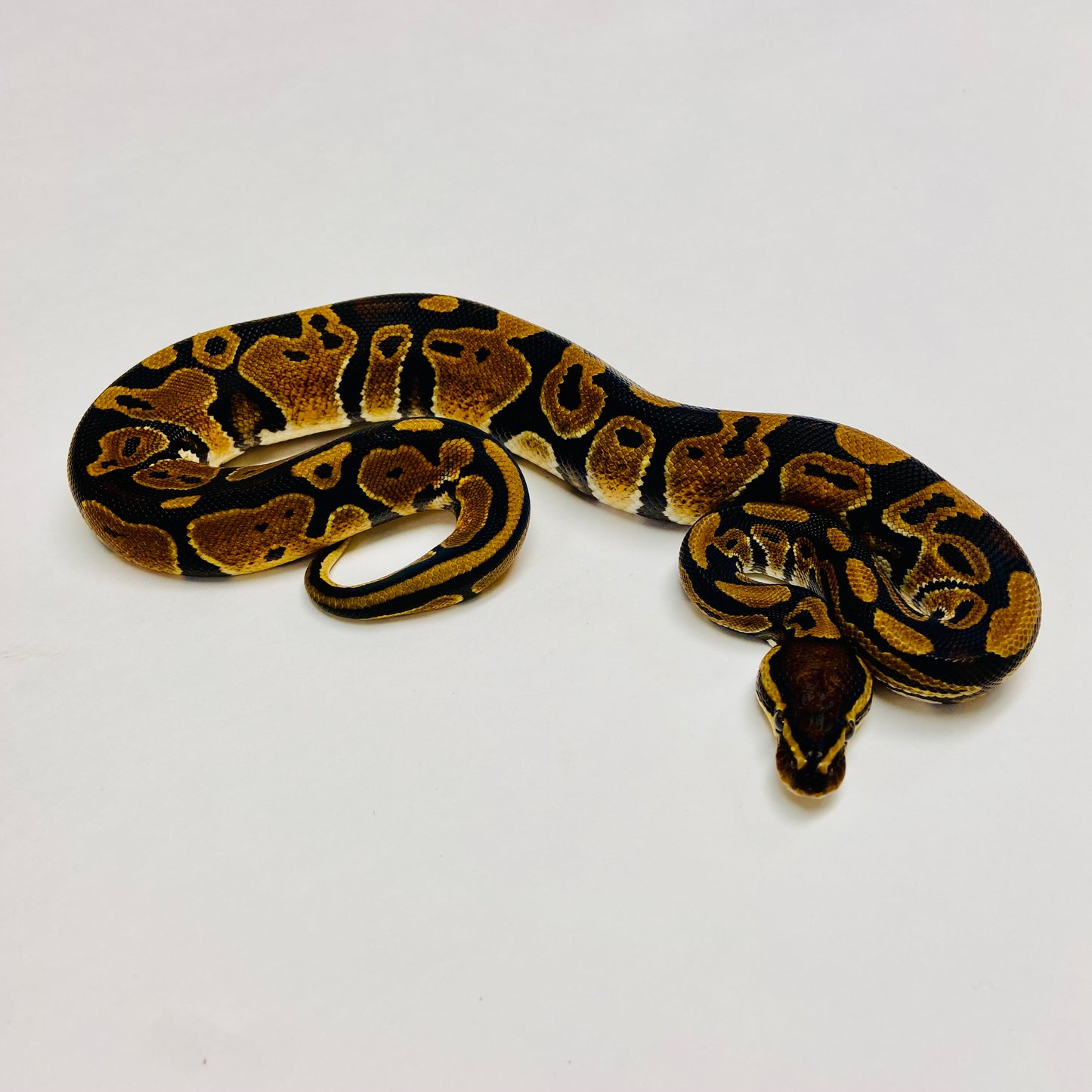 Het Sunset Ball Python - Male #2023M01