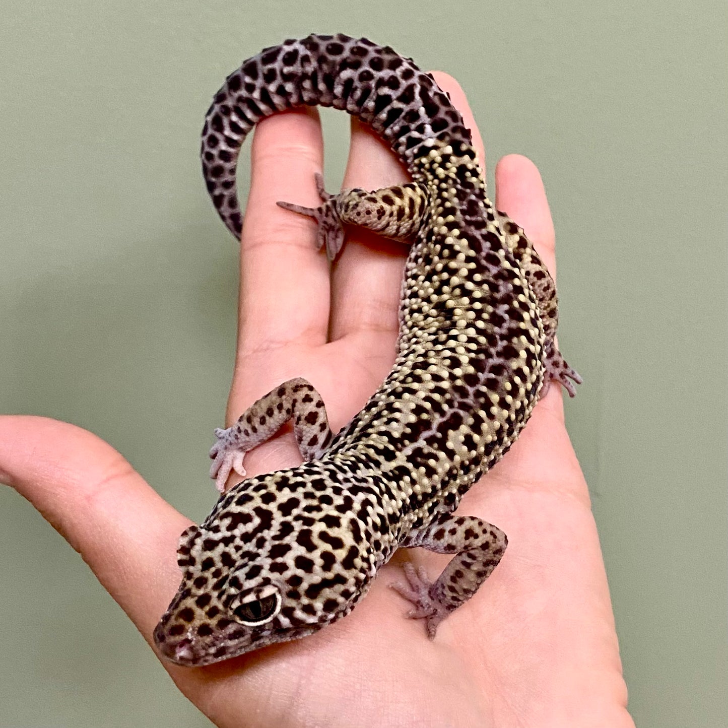 Dark Mack Snow Reverse Stripe Leopard Gecko Male A-B3-73024-1