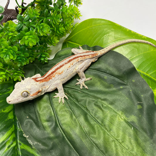 Red/Orange Stripe Gargoyle Gecko 2024 Male EH01
