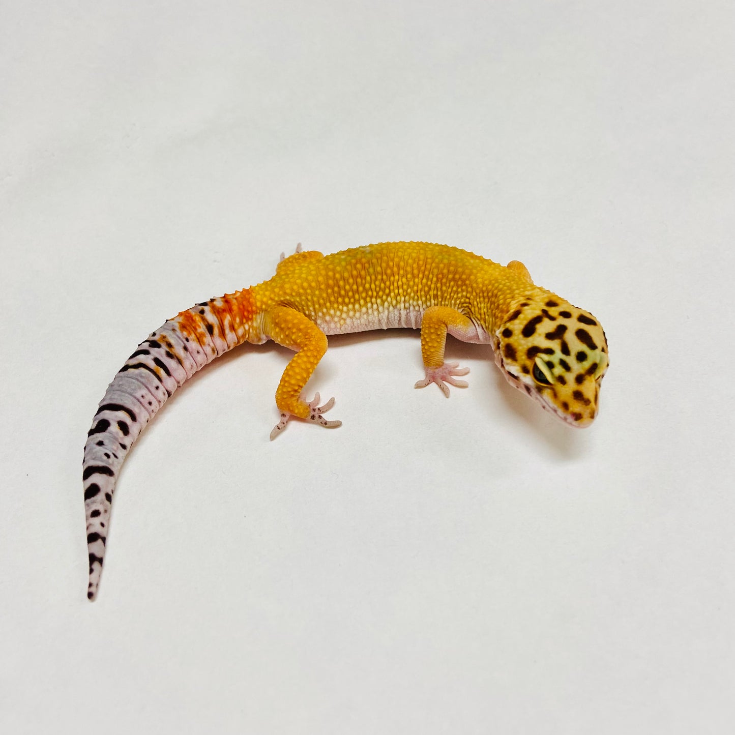 Hypo Tangerine Carrot Tail Leopard Gecko Male B-B5-121424-1