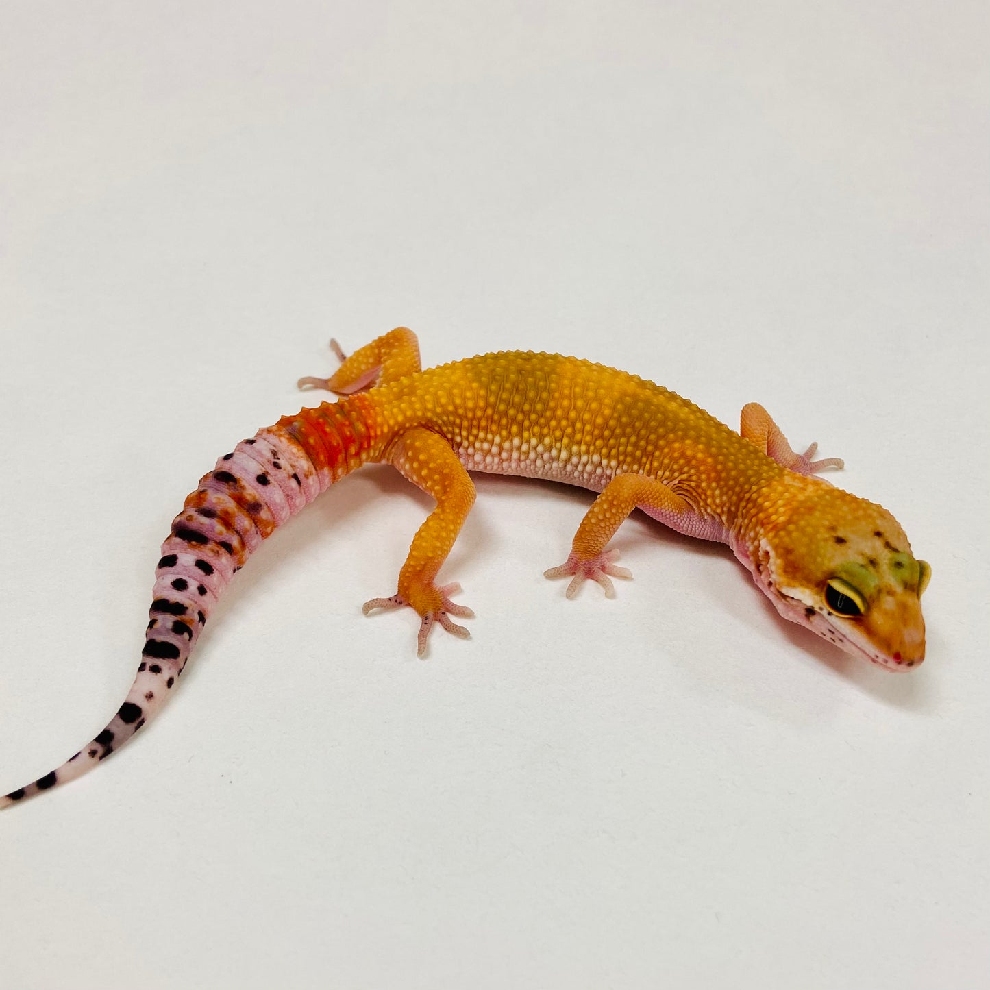 Super Hypo Blood Tangerine Carrot Tail Leopard Gecko 2025-100
