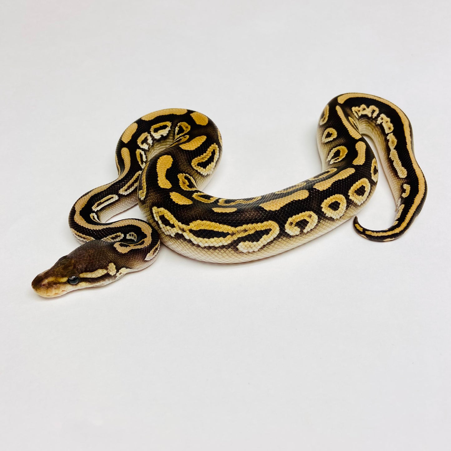 Black Pastel Mojave Het Clown Ball Python - Male #2023M01
