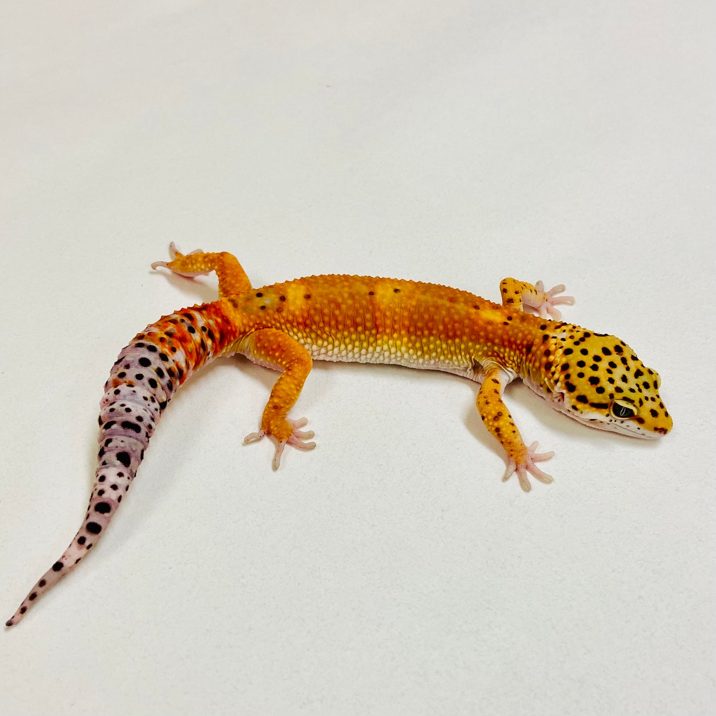 Dark Tangerine Leopard Gecko Male 2025-217
