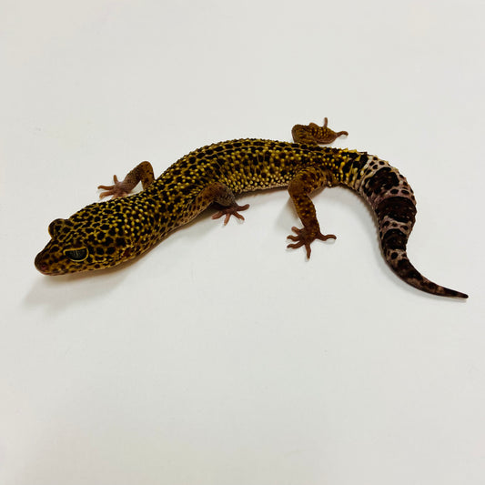Dark Mack Snow Leopard Gecko Male G-B1-62723-1