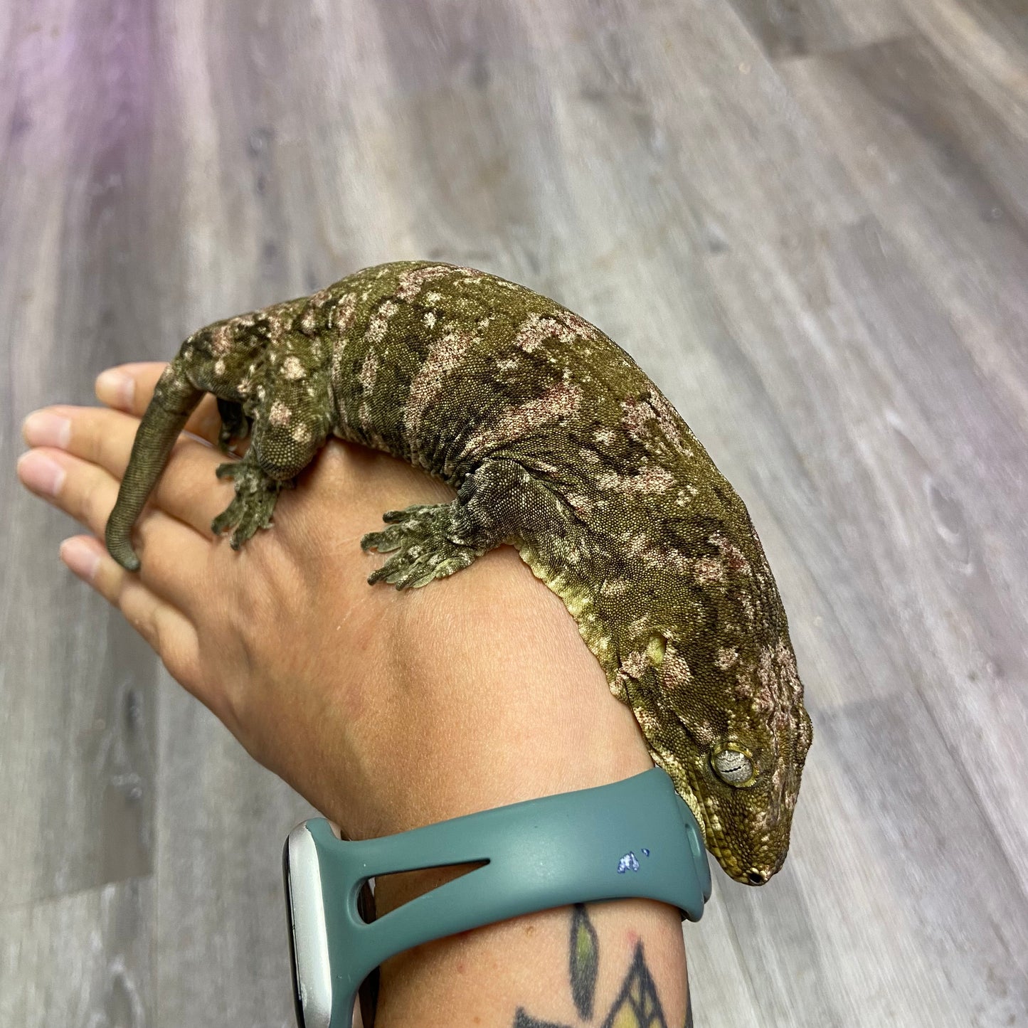 Leachianus Gecko-Male 111323-FS5