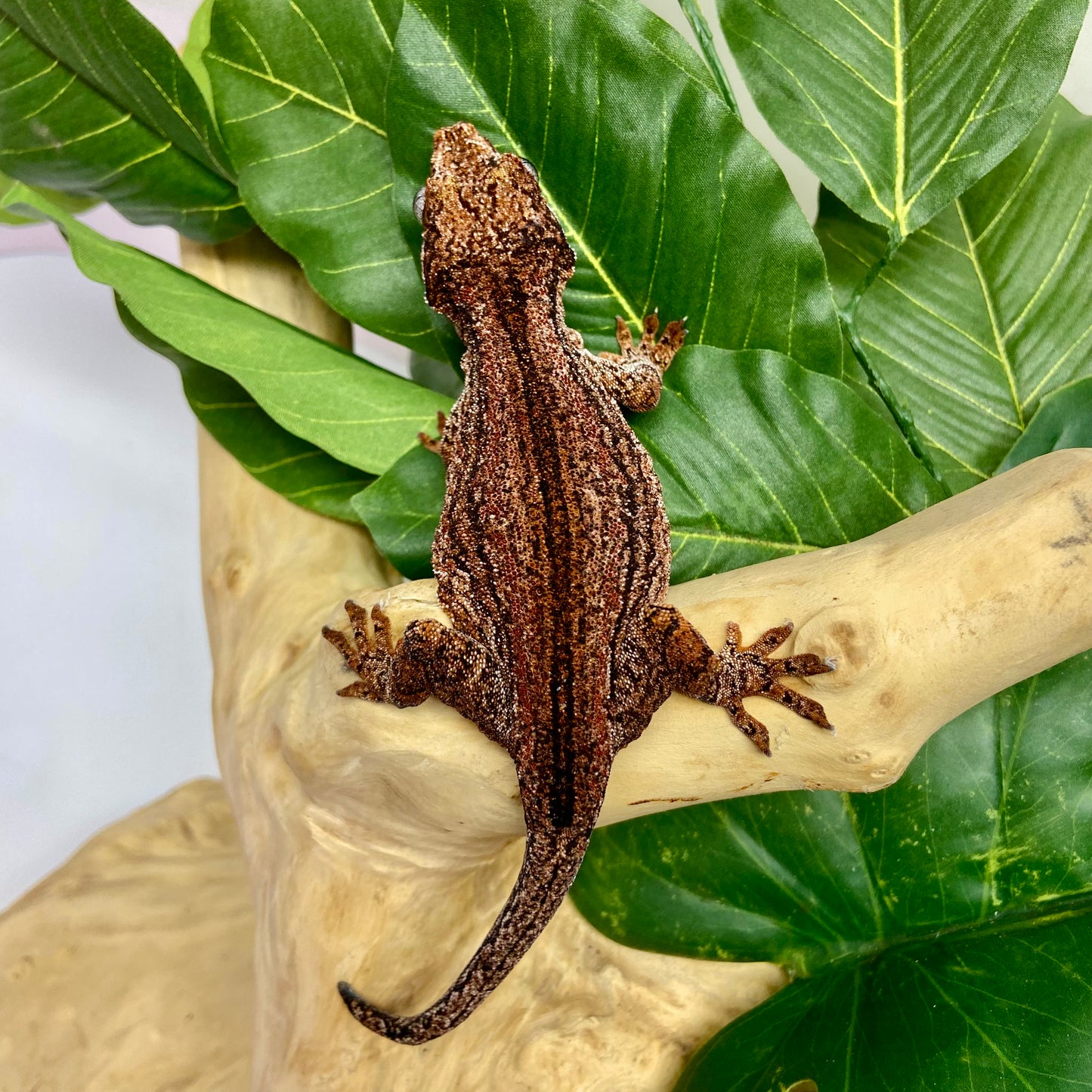 Red Super Stripe Gargoyle Gecko Adult Female GPB09