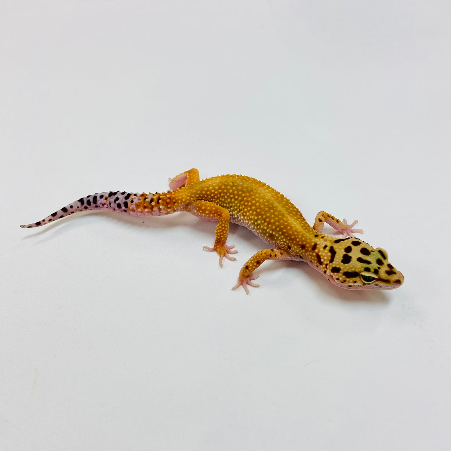 Hypo Tangerine Carrot Tail Leopard Gecko Female I-D1-81122-1