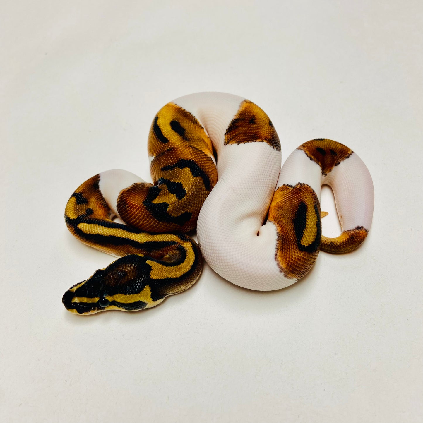 Pied Het Albino Ball Python Female 2025F04