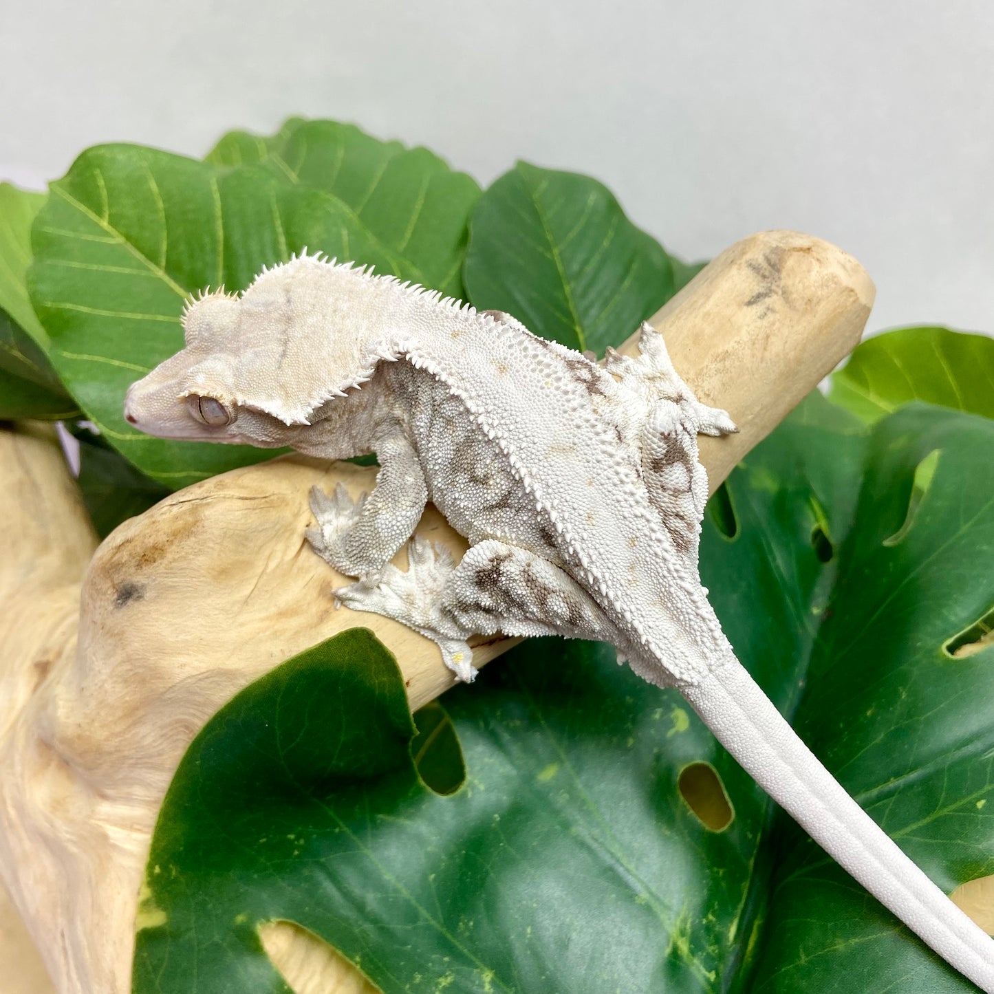 Lilly White Crested Gecko Male CG23-5