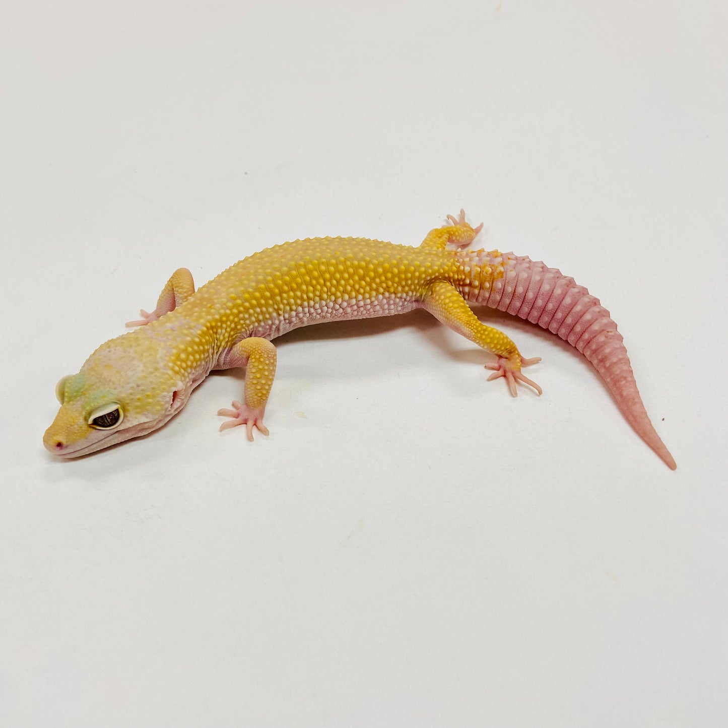 Mack Snow Tremper Murphy Patternless W/Y Leopard Gecko Male I-C3-70422-1
