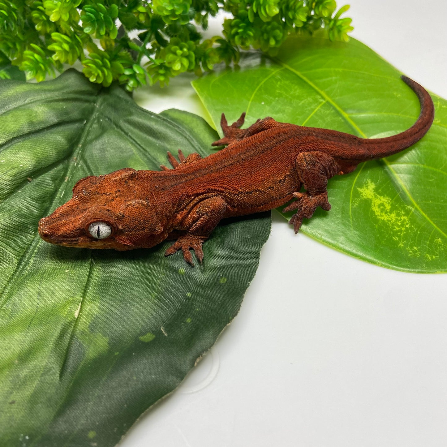 Red/Orange Stripe Gargoyle Gecko 2023 Male JM02