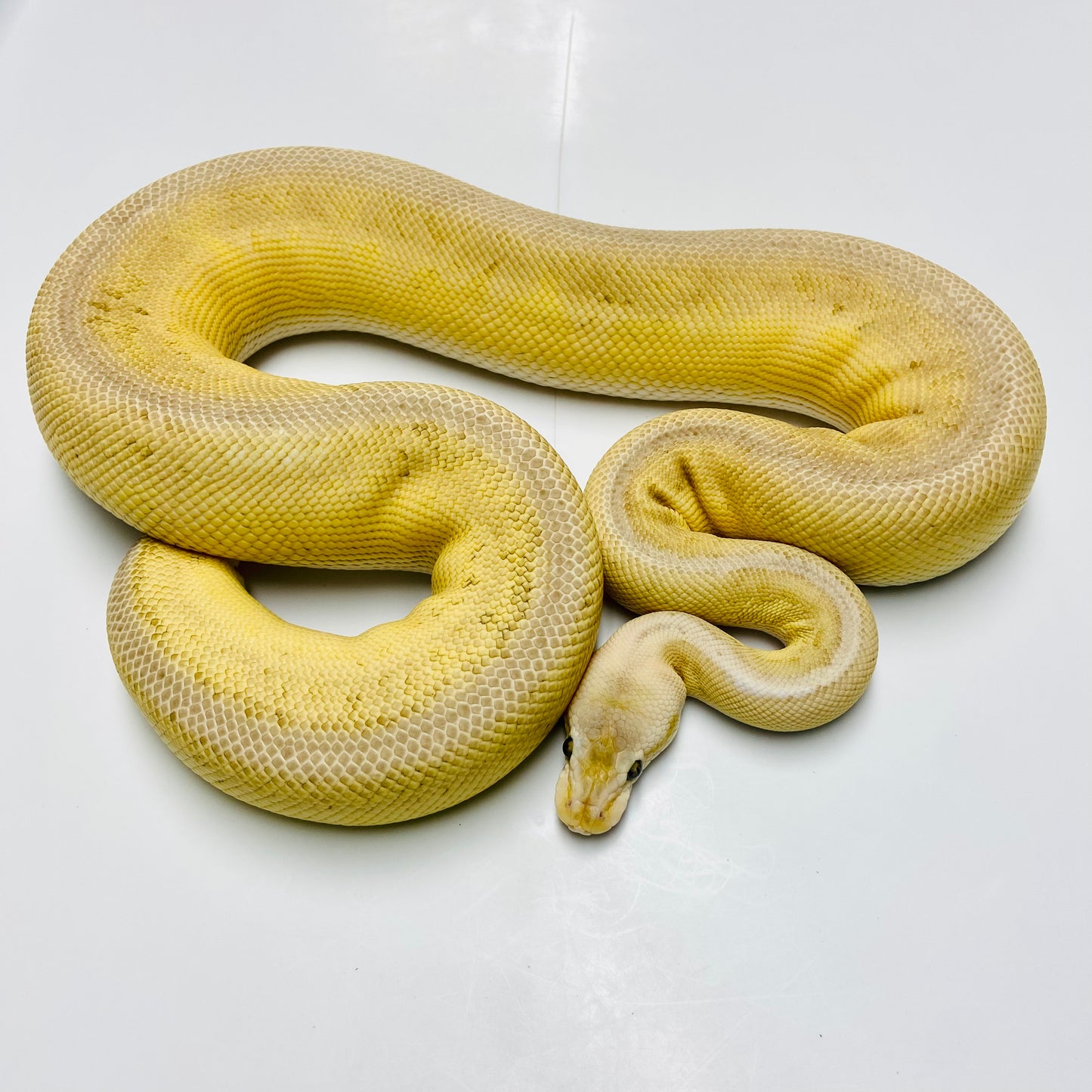 Lesser Cypress POS Pinstripe Black Pewter Ball Python Female 2023-18