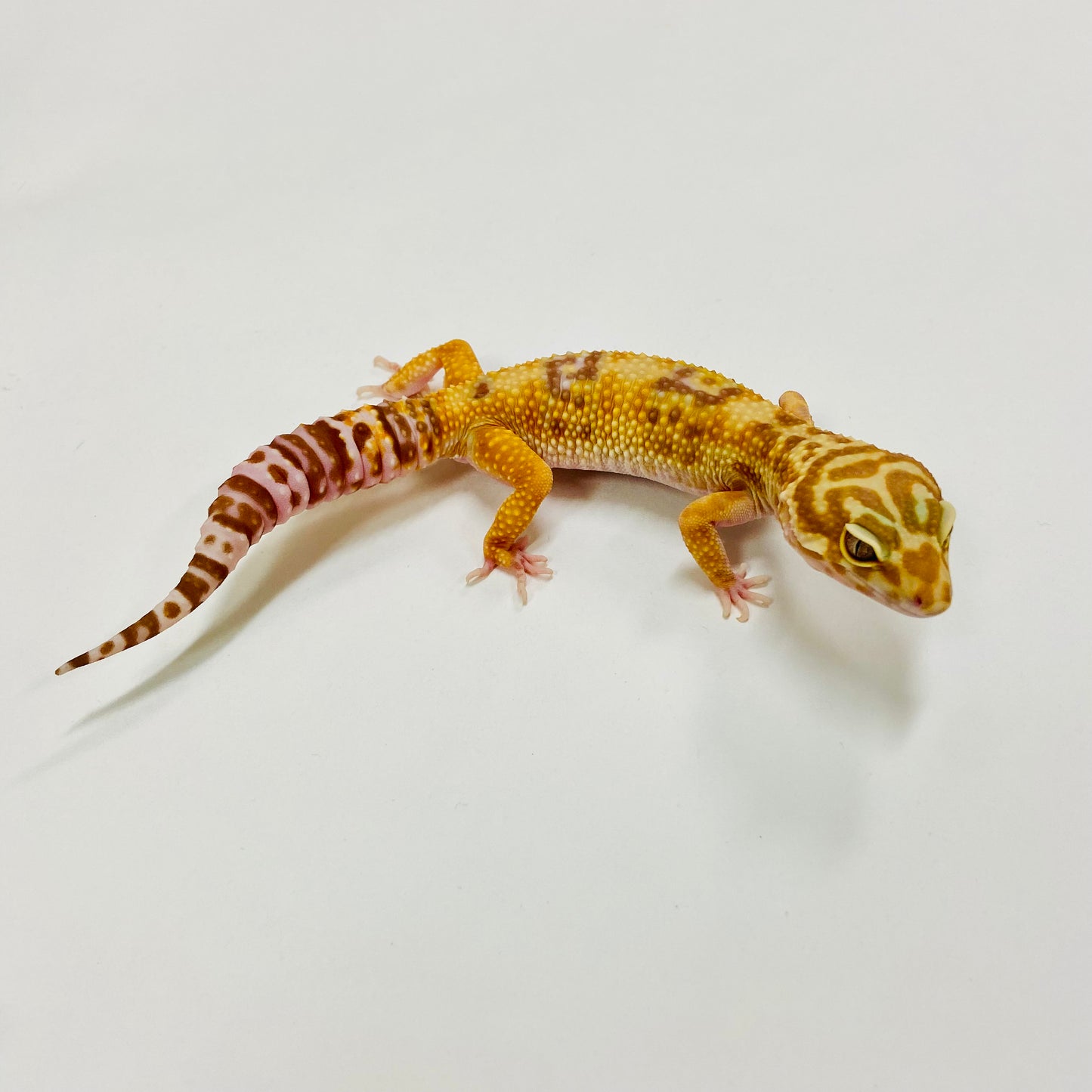 Bold Tangerine Tremper Albino W/Y Leopard Gecko Male H-D1-62322-1