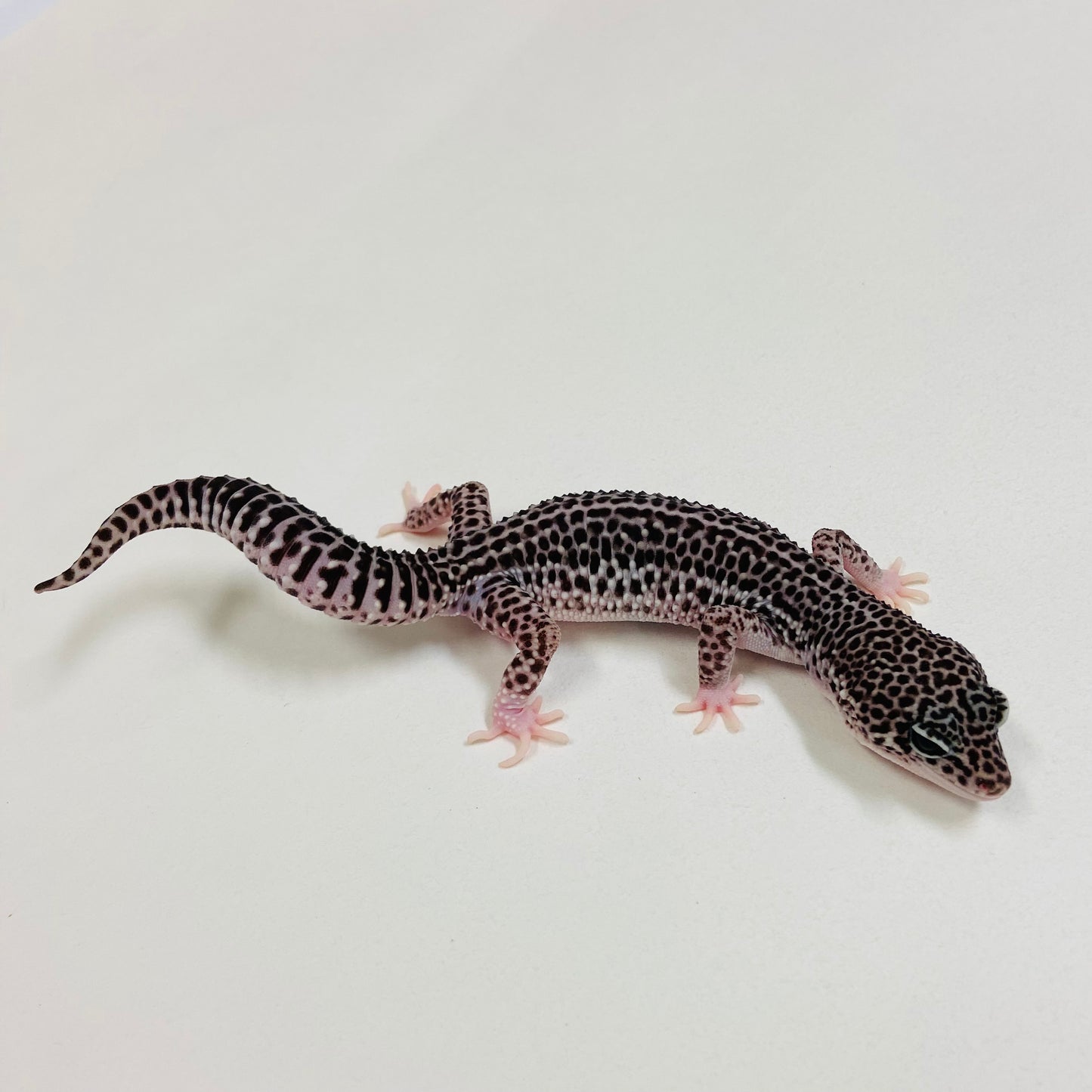Dark Super Snow Leopard Gecko Female 2025-198