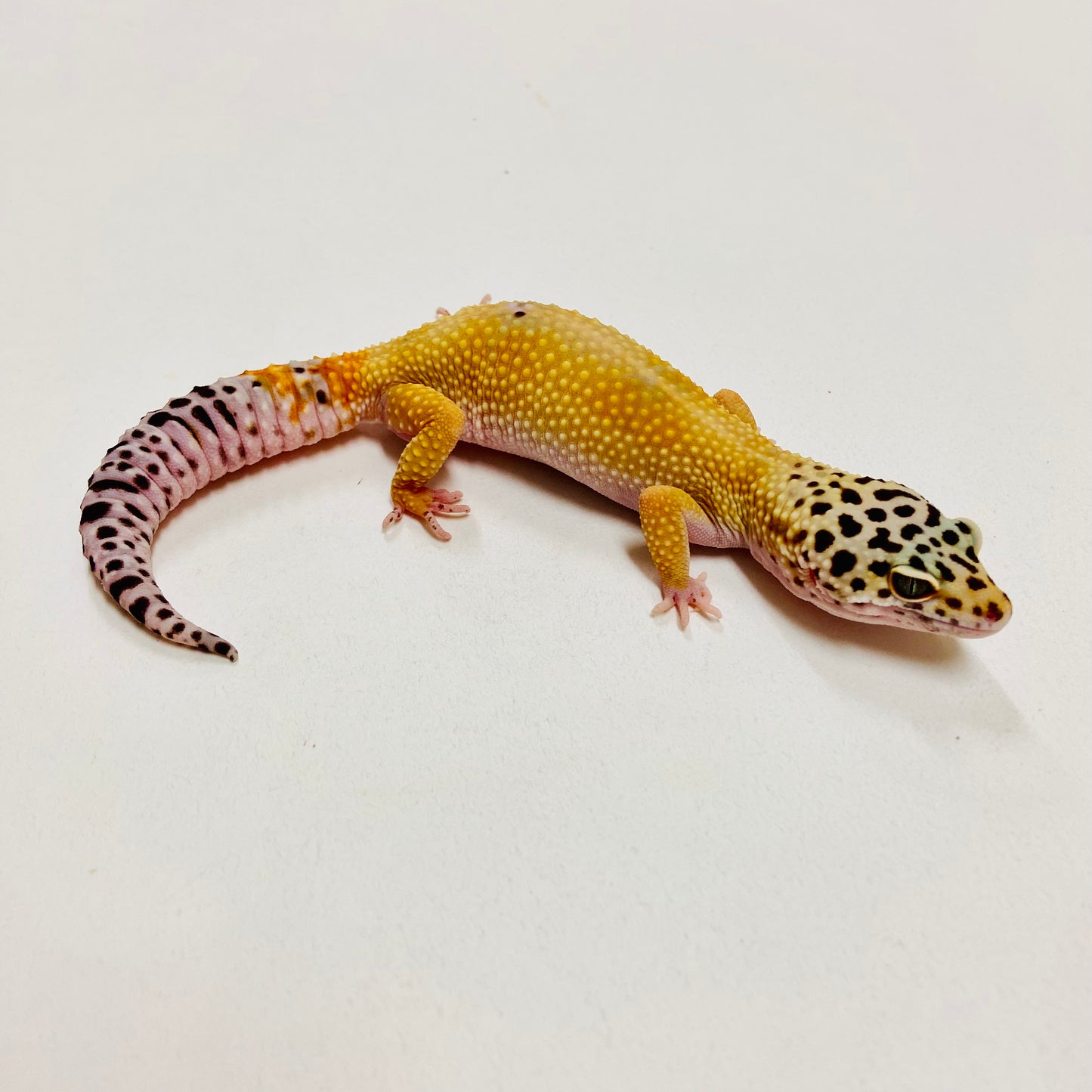 Leopard Gecko Female- Adopt LG04