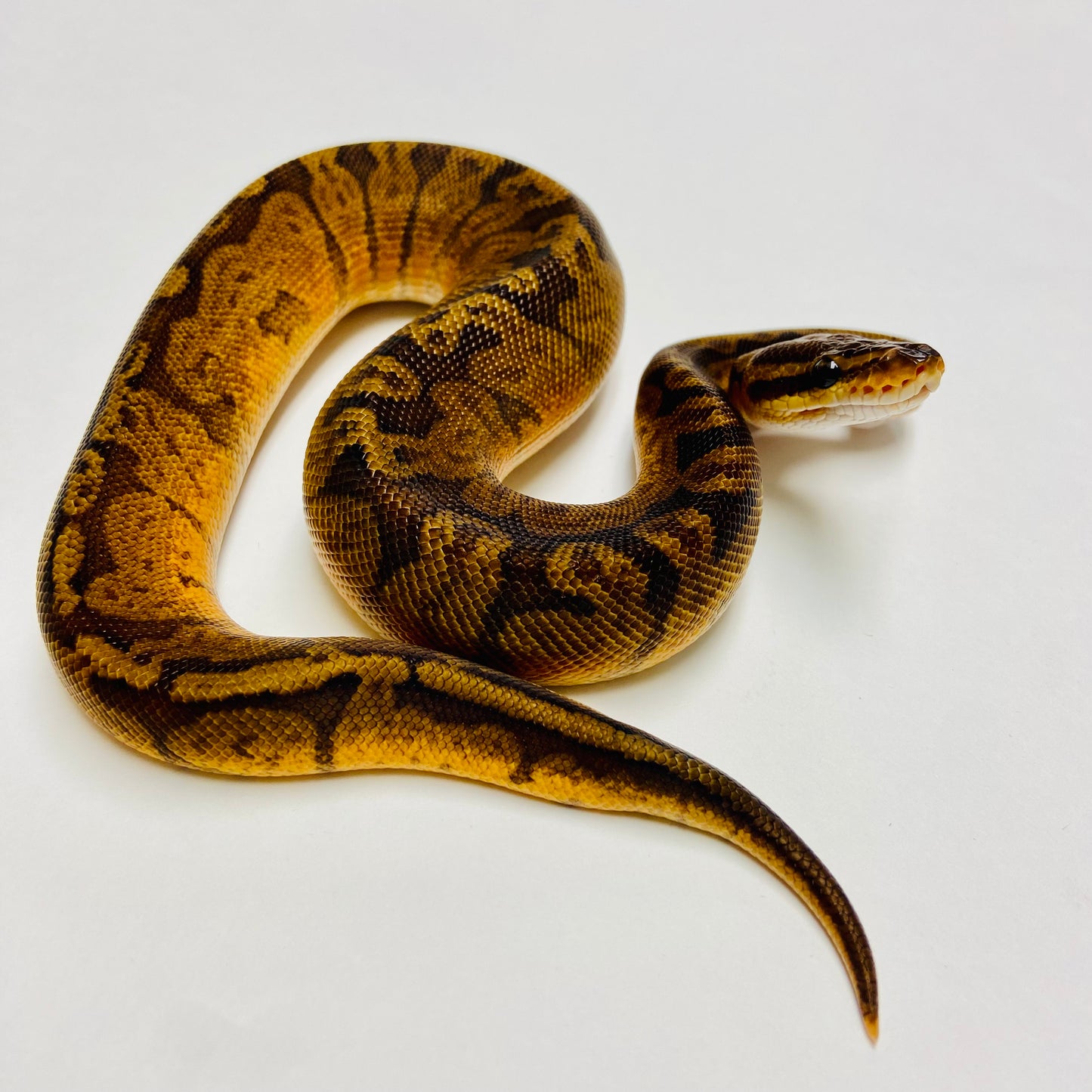 Sunset Ball Python - Male #2023M02