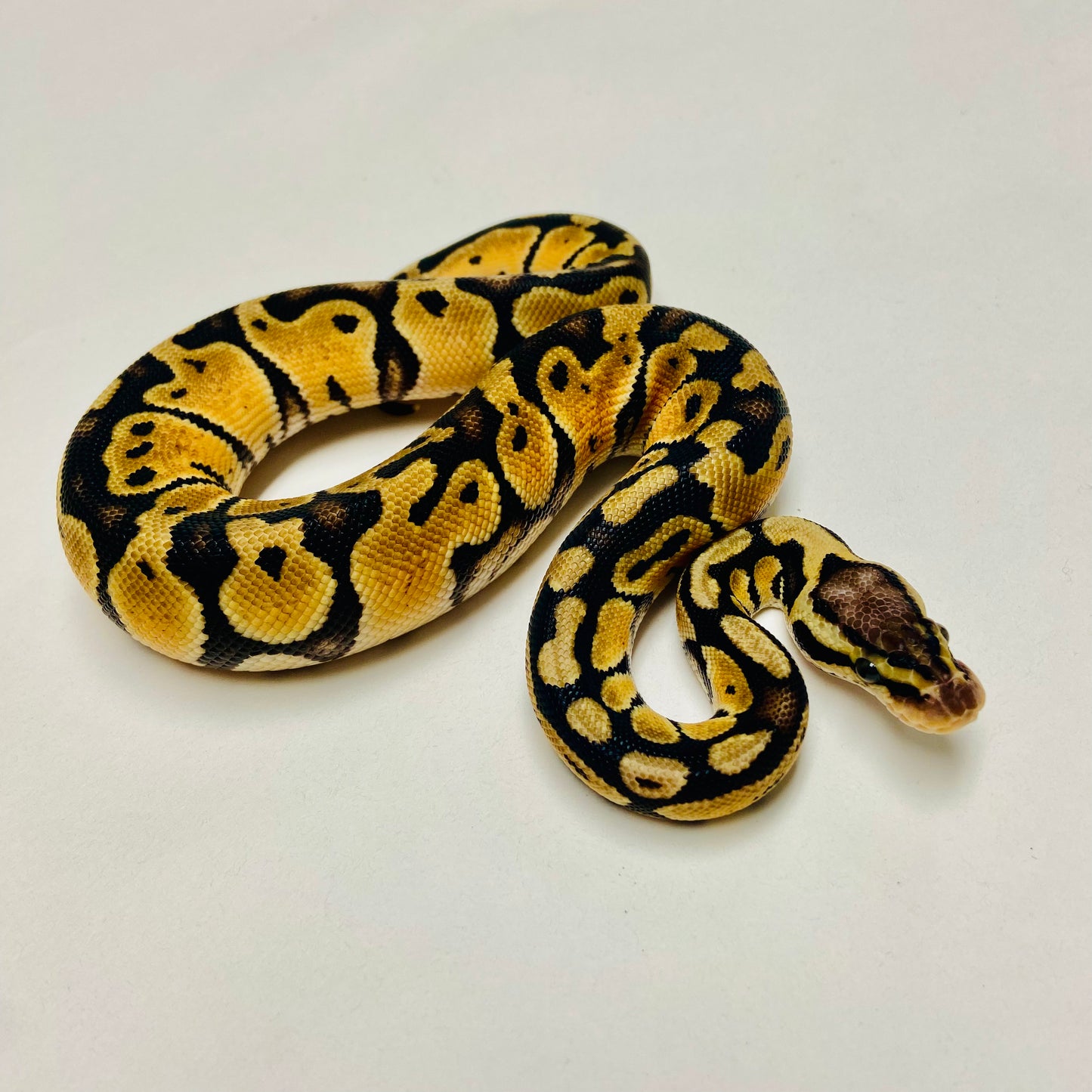 Pastel Het Clown Ball Python Female 2025F01