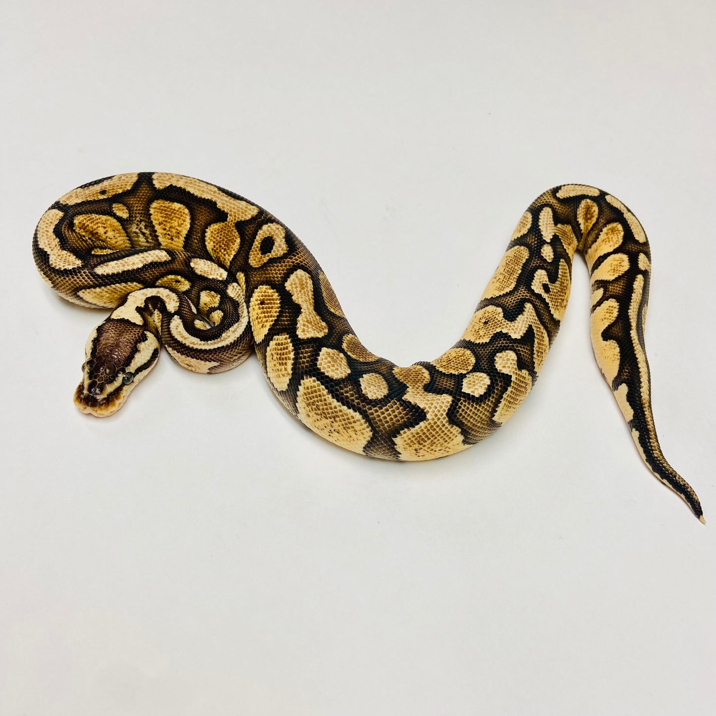 Pastel Red Stripe Het Clown Ball Python - Female #2022F01