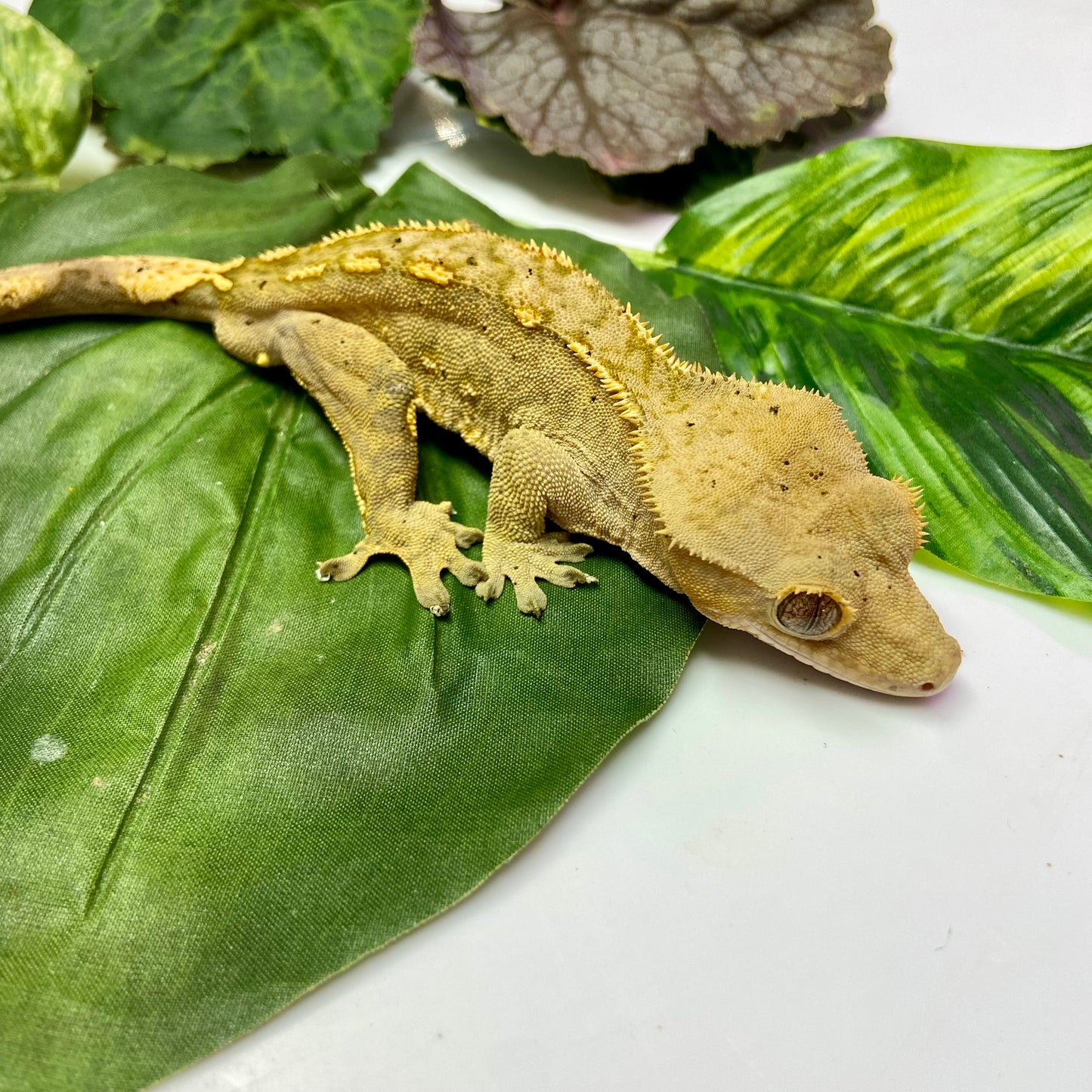Flame Dalmatian Crested Gecko 2023 Male 52423-5