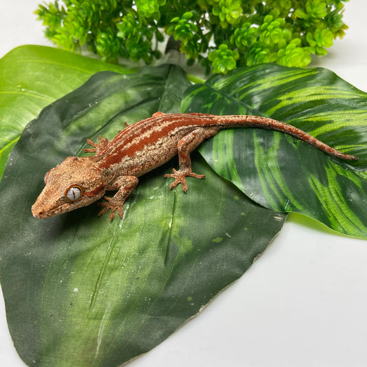 Red/Orange Stripe Gargoyle Gecko 2024 Male PJ04