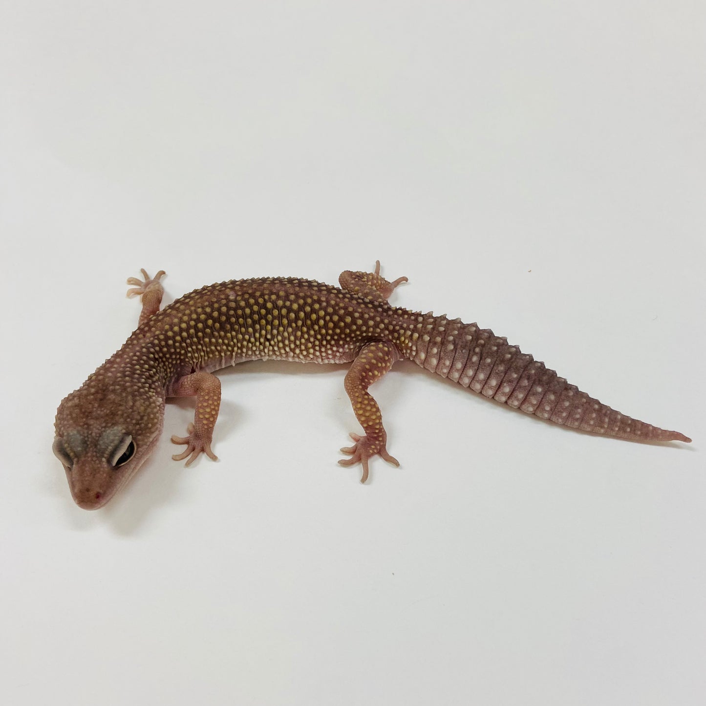 Adult Group 2.4 Dark Murphy Patternless Mack Snow Leopard Gecko LBG-04