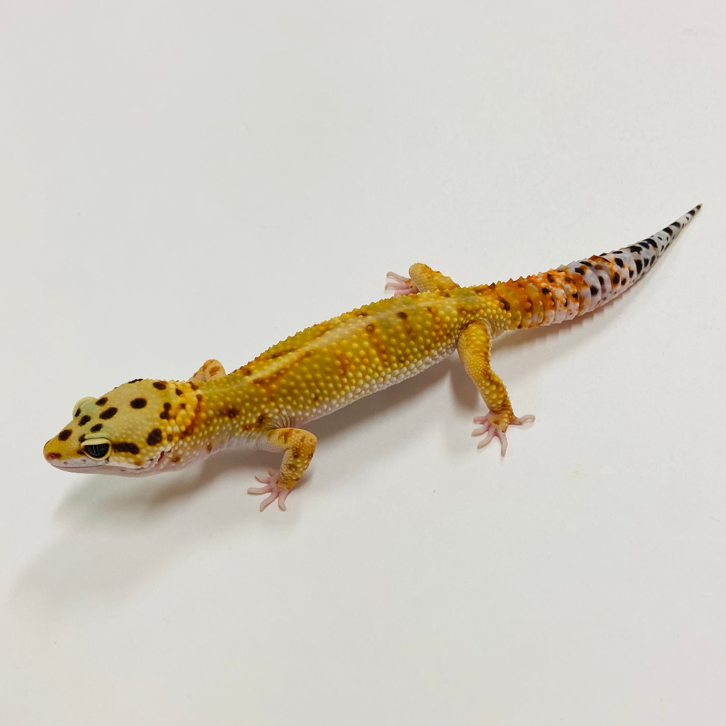 Tangerine W/Y Leopard Gecko Male F-A6-91524-1