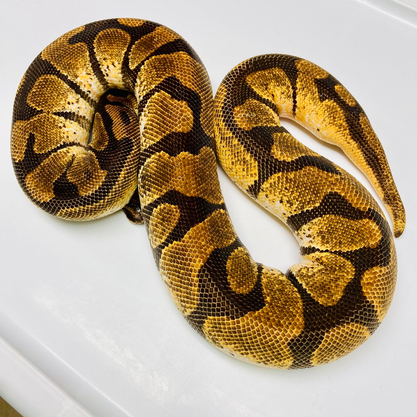 Adult Enchi Orange Dream Ball Python Female 10