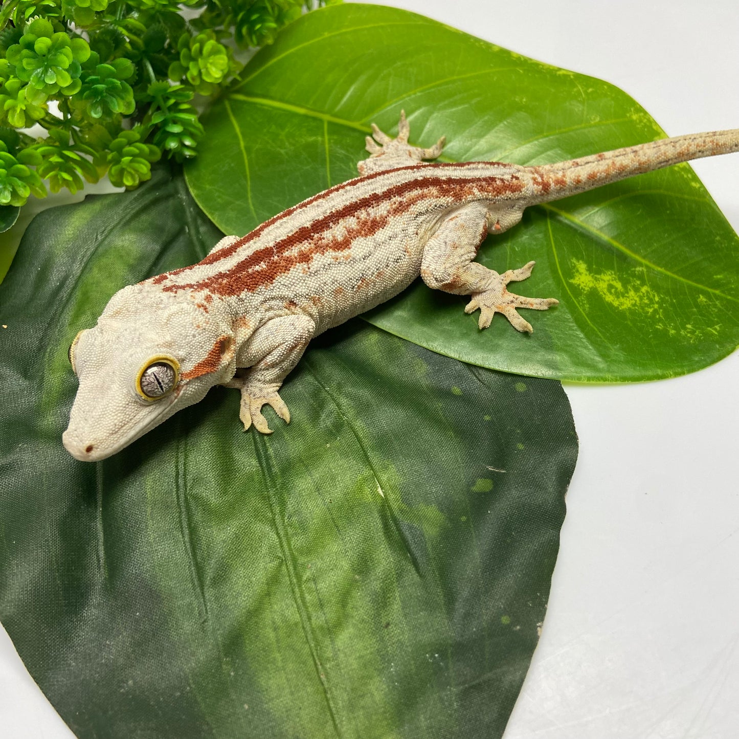 Red/Orange Stripe Gargoyle Gecko 2023 Male JP01