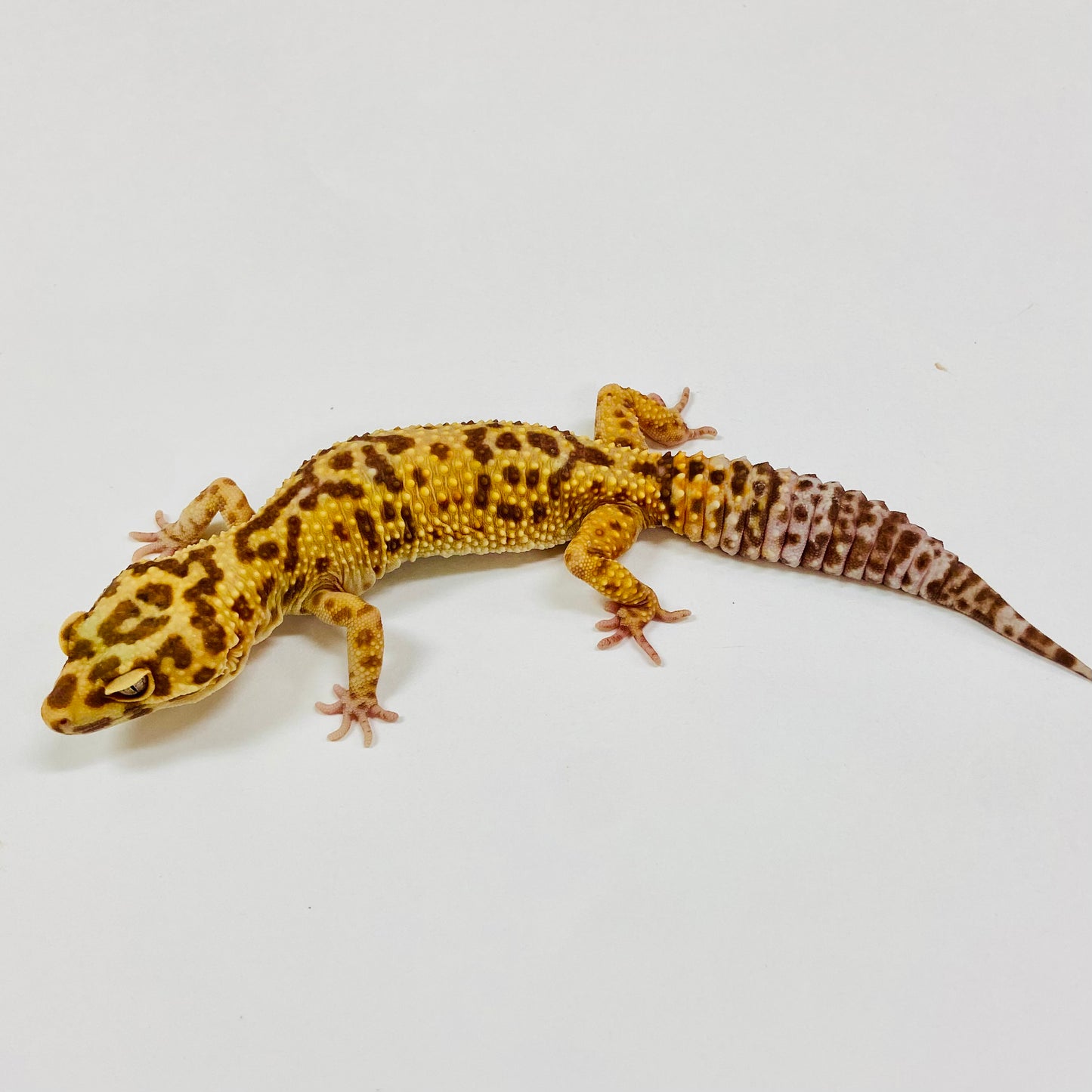 Adult Group 1.4 Tangerine Tremper Leopard Gecko LBG-11